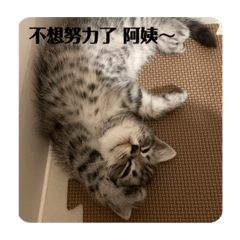 波卡本波的成長