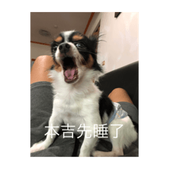 吉飛貓跳