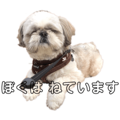 I'm Shih Tzu Raimu