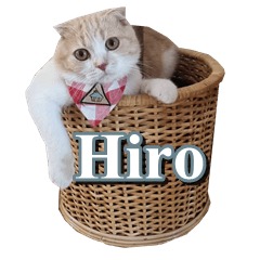 Hiro Cat Thai