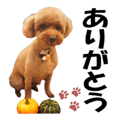 Toy Poodle Pan-chan 4