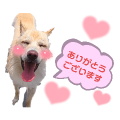 motohogoinugoukunSTAMP