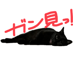 tommy_utm