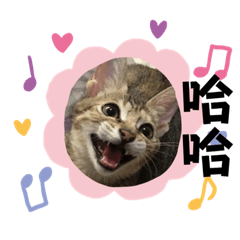 家有四貓貓