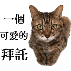 虎寶叫你2.0 (feat.貓咪s)