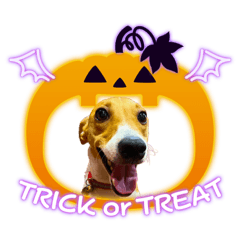 MULAN The Jack Russell Halloween edition