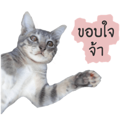 tabby cat thailand 2