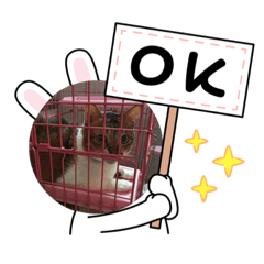 貓鼠人系列