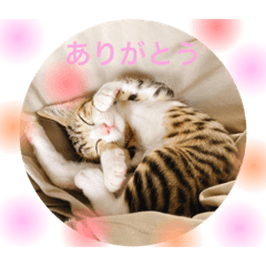 猫日常スタンプ^ ^