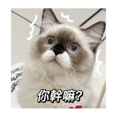 Tata喵公子謎之貼圖（他是可愛的小男生）