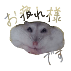 Anko-chan_hamster