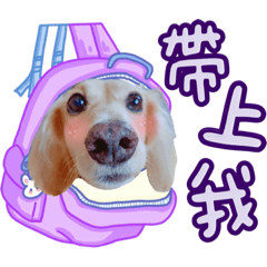 奶油臘腸狗-豆豆（萌萌日常篇）