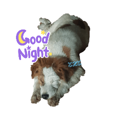 Dog Mon_20221024200522