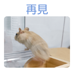 a little hamster-Mochi