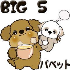 【Big】プードル 5『パペットと一緒に』