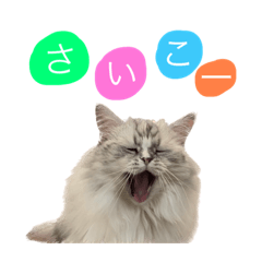 arisa_20221025234123