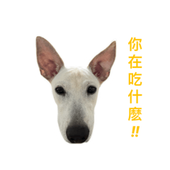 奶油皮皮狗