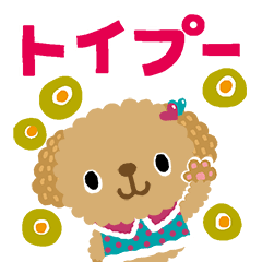 TOY POODLE-Everyday