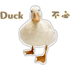 悠太·Duck