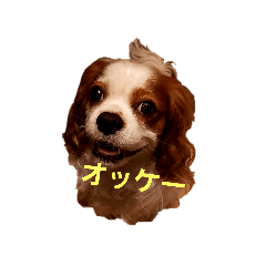 honey_20221026221702