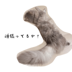 Alice_20221027100519