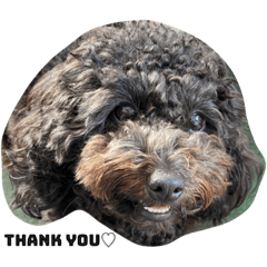 loulou_20221026220044 – LINE stickers | LINE STORE