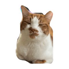 shiho_20221027132907