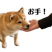 I'm Ichico, a Shiba Inu