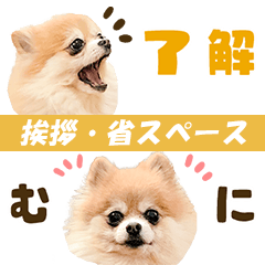 Pomeranian dog photo stamp 3