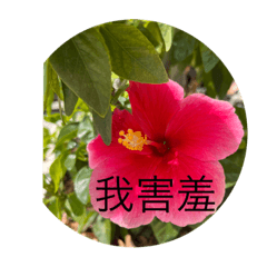 蛋餅學長系列-小花學妹