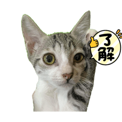 喵喵貼圖更新版