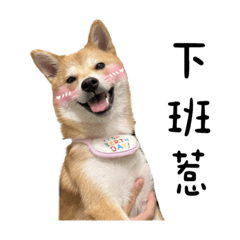 柴犬麵茶第二波