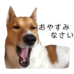 動物もいます。犬じゃない。