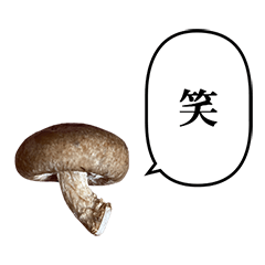 small mushroom 7