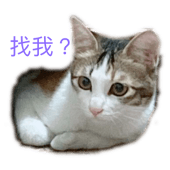 是貓貓耶～