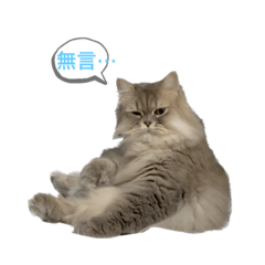 天天x毛毛:日常1