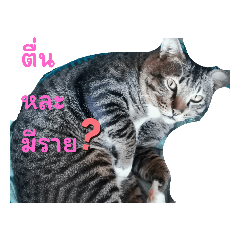 CatFamily_20221029102333