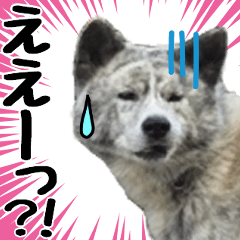 Daily greetings of Akita dogs