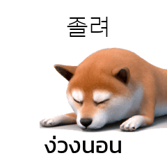 Doge Shiba Inu Korean Thai translation 1