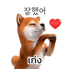 Shiba Inu Thai Korean translate