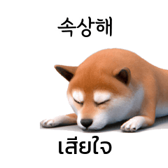 Shiba Inu Korean Thai translate KR TH