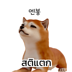 Shiba Inu Dog Korean Thai translation