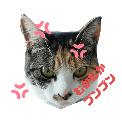 fukigen-cat