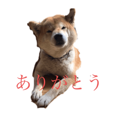 つなの日常だよ。