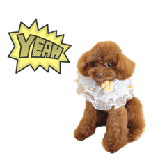 mochi_toy poodle