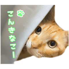 Kinaco_20221030002451