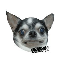 dailyChihuahua