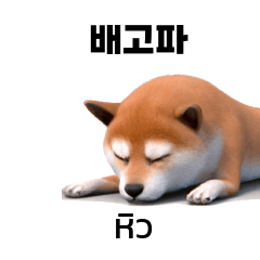 Shiba Inu Korean Thai translation