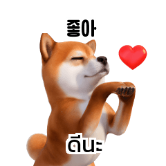 Doge Shiba Inu Dogs Korean Thai