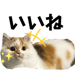 ayaoooo_20221027205003